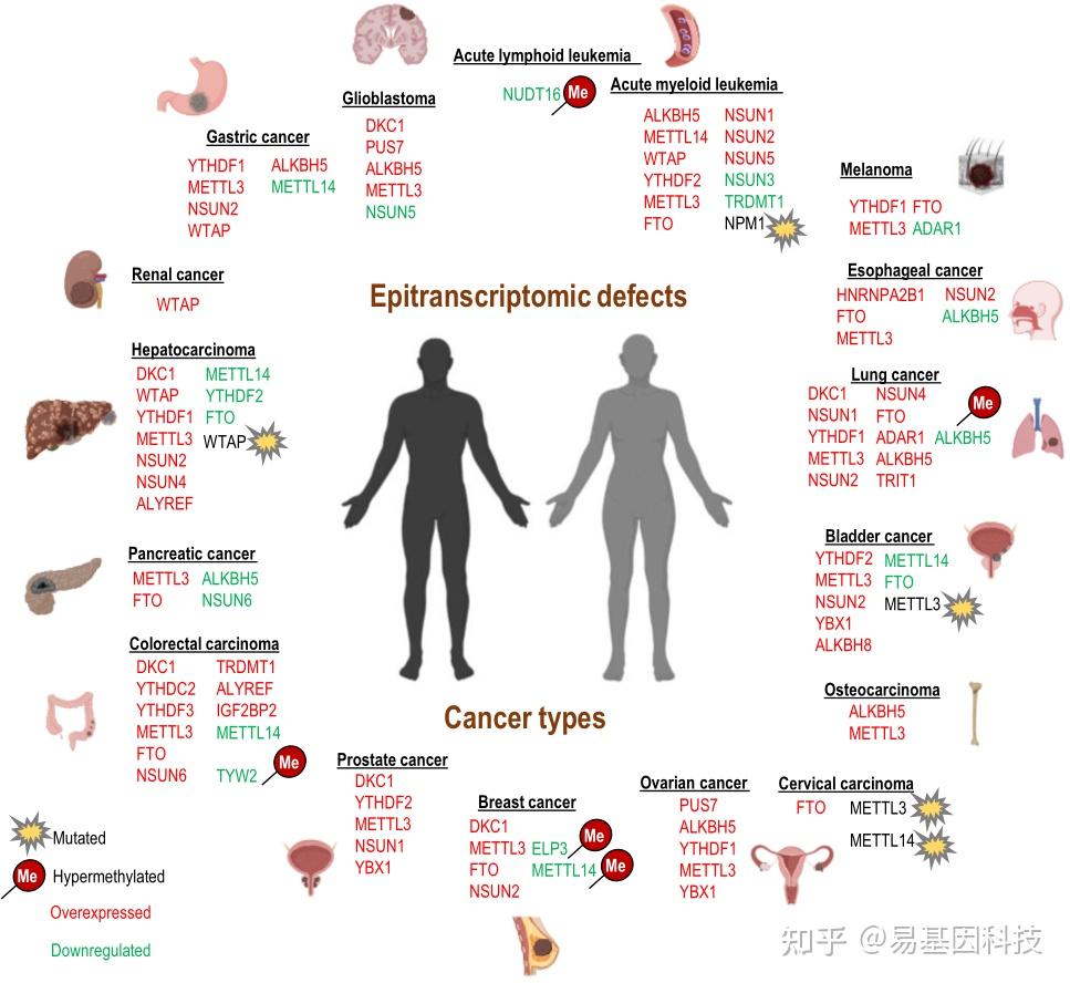 易基因|深度综述:癌症中RNA修饰机制的遗传和表观遗传失调(m6A+m1A+m5C+ψ) - 深圳市易基因科技 - 博客园