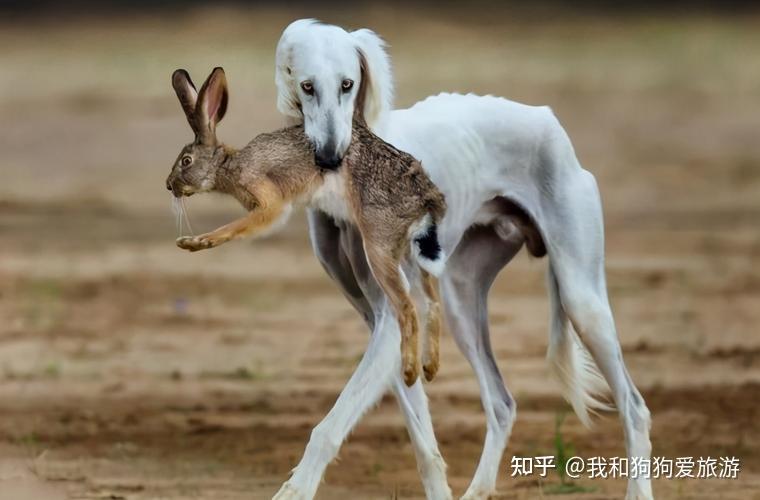 细犬拉菲图片