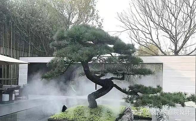 装扮院庭院设计丨如何在庭院设计中挑选适宜的松树 - 知乎