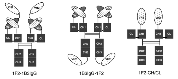 史上最简单的双抗Format：IgG-VHH - 知乎