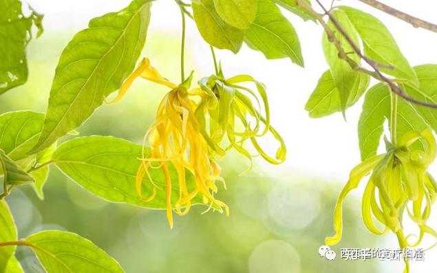 单方精油丨依兰依兰精油的功效和推荐用法 - 知乎