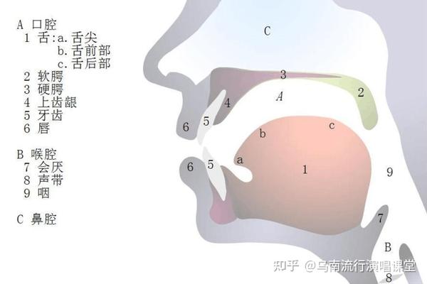  解锁高音㊙️——声带的半后半薄闭合状态 - 知乎 Illustration 
