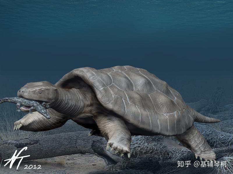 cofrinii的颚部非常巨大,足以吃下鳄目动物,这种动物在塞雷洪组的第