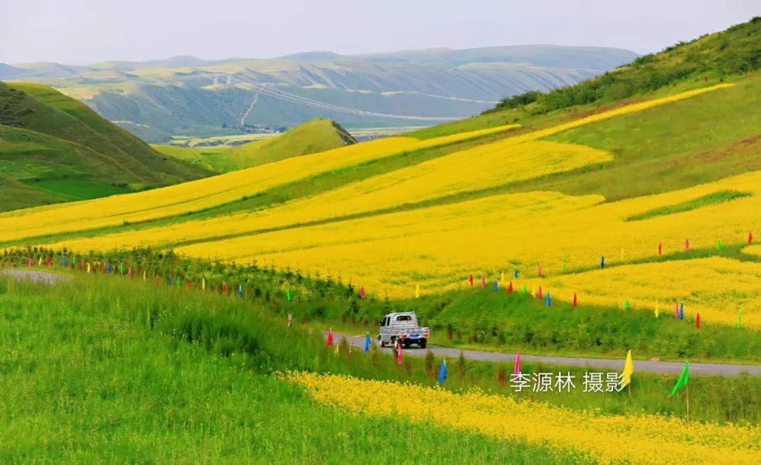 古浪縣古豐鎮利用其地理優勢及氣候特點,種植油菜2000多畝,打造花海