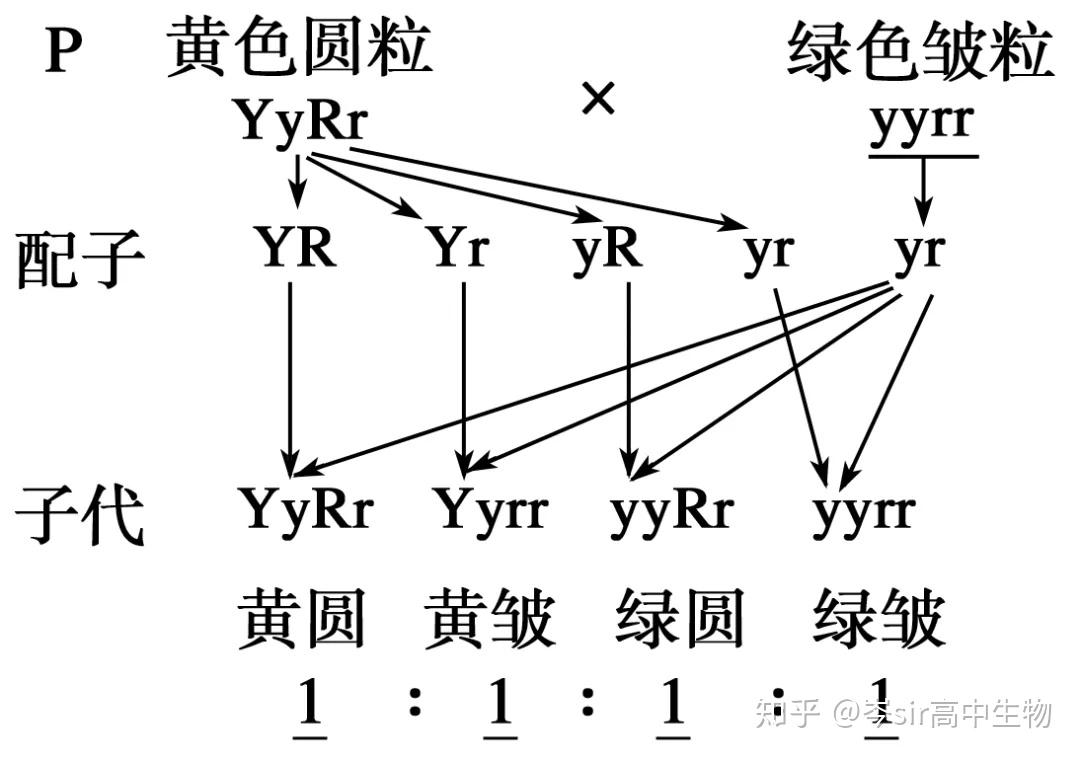 雌雄配子的结合方式有16种(1)f1产生配子时,等位基因分离,非