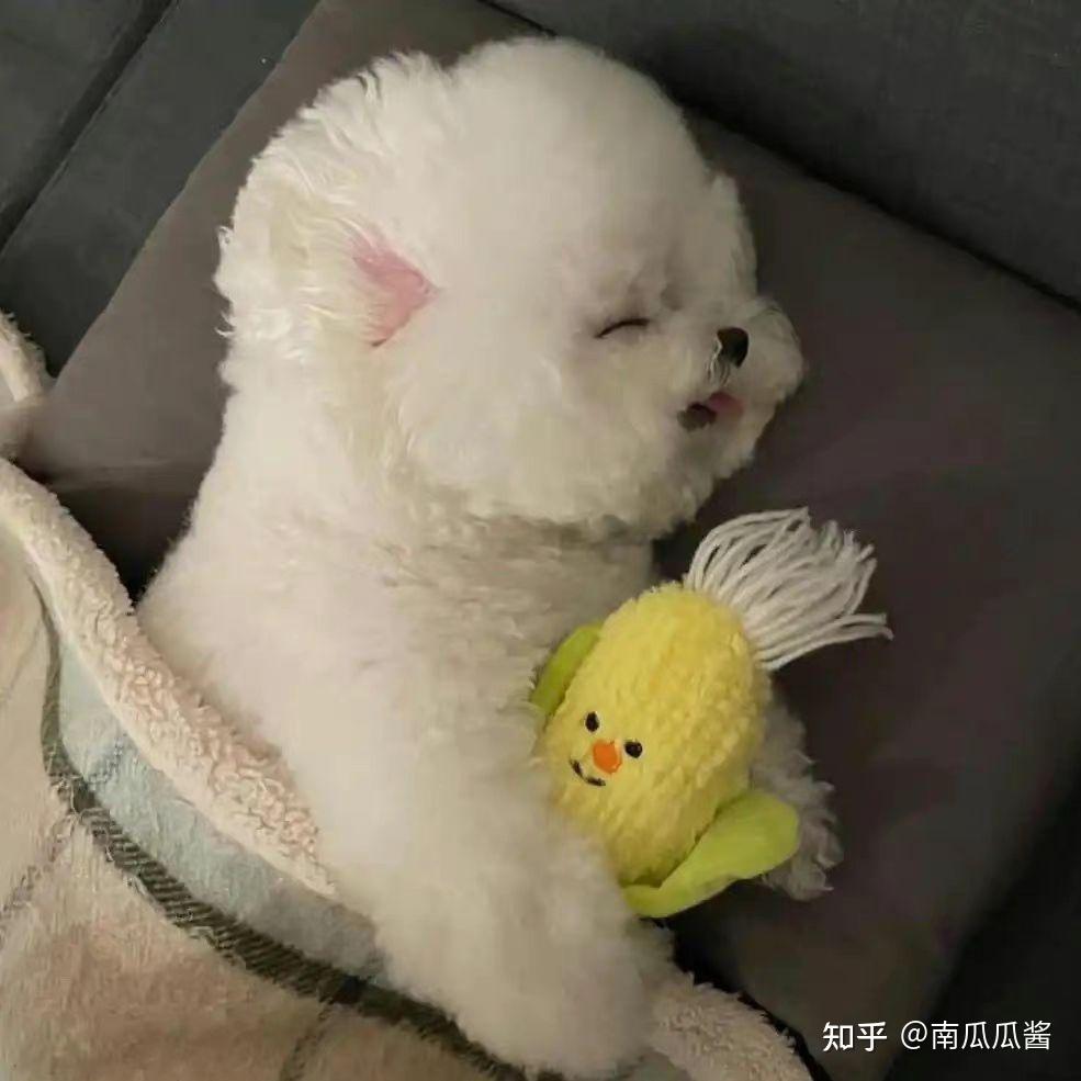 狗狗头像撒娇是察觉到了被偏爱的可能