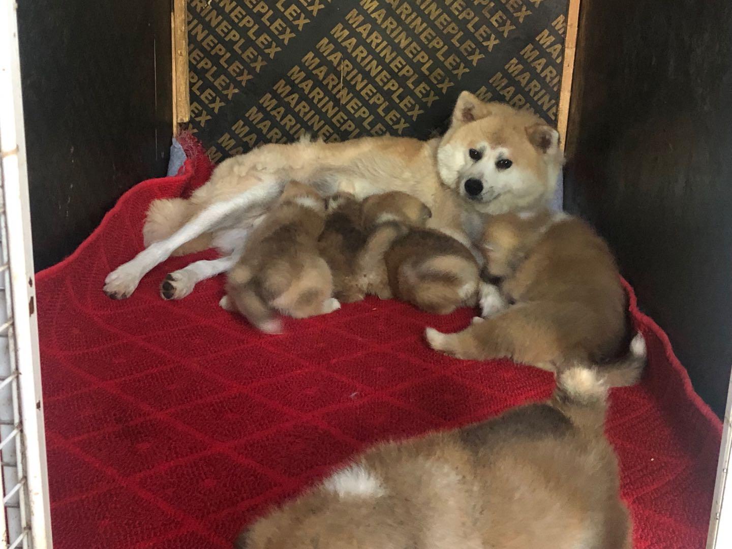 关于秋田犬的日本秋保血统证书你需要知道这些事