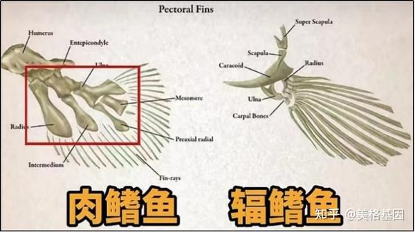 人类的祖先是一种肉鳍鱼?!怎样才能找到肉鳍鱼呢? - 知乎