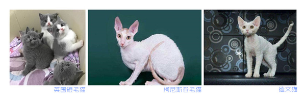 藏在血液里的秘密 猫的血型 知乎