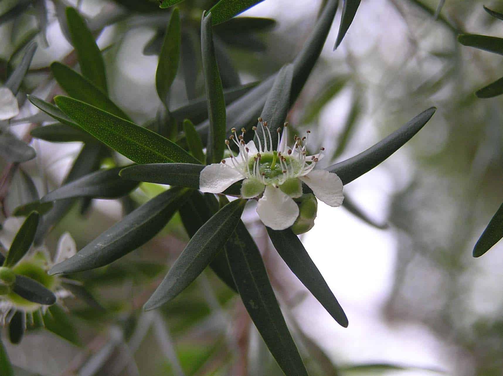 精油化学基础香茅醛