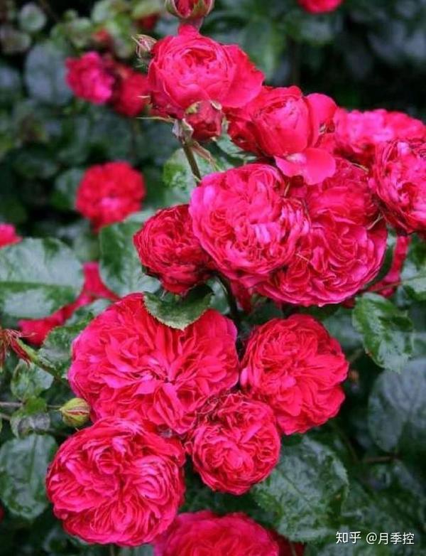 月季选品图鉴-灌木top10 - 知乎