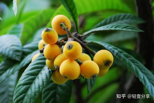枇杷叶的功效与作用及禁忌 - 知乎