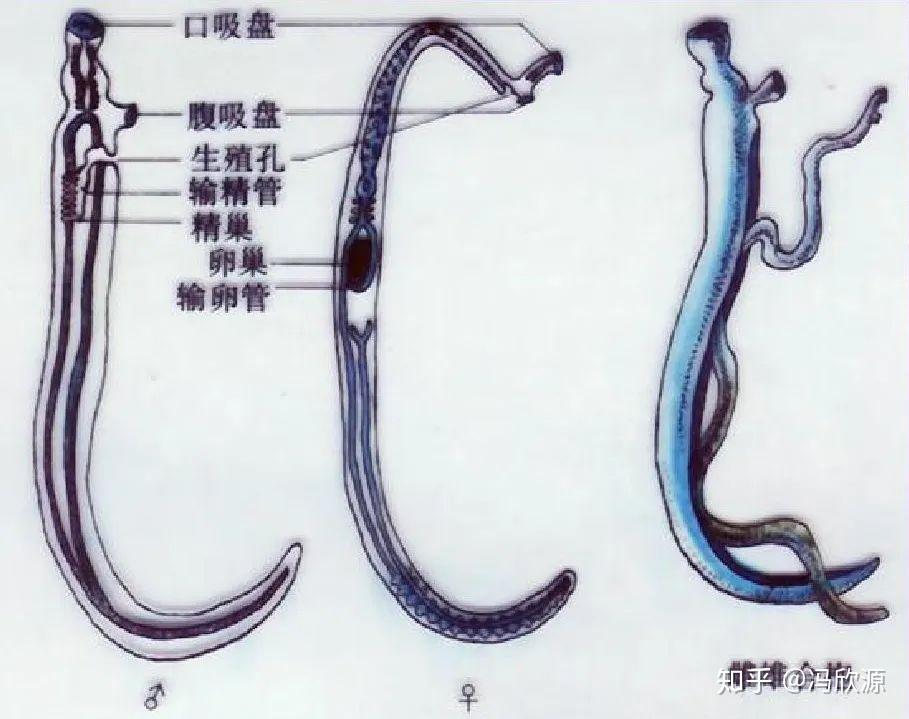 血吸虫寄生图片