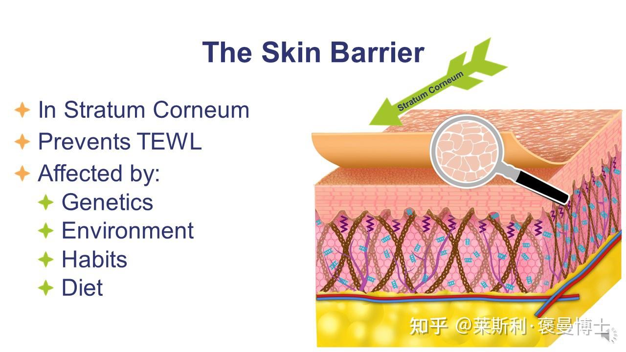 MEDATURE x 科学智囊团 专栏： 深入解读皮肤屏障受损现状及屏障修护（2） - 知乎