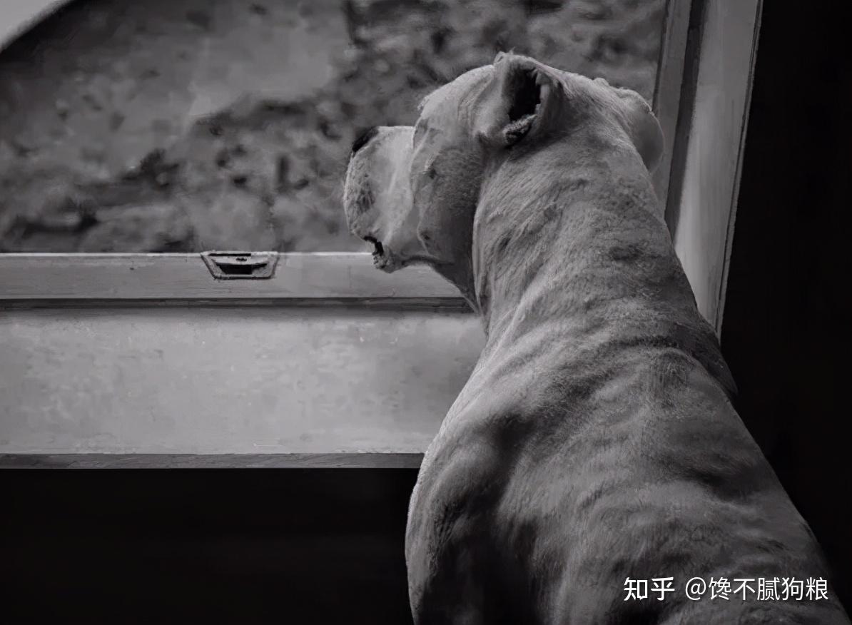 杜高母1500 - 杜高犬交易 - 猛犬俱乐部-中国具有影响力的猛犬网站 - Powered by Discuz!