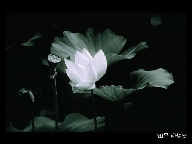 夢安佛前的青蓮我對蓮花寶座的訴說