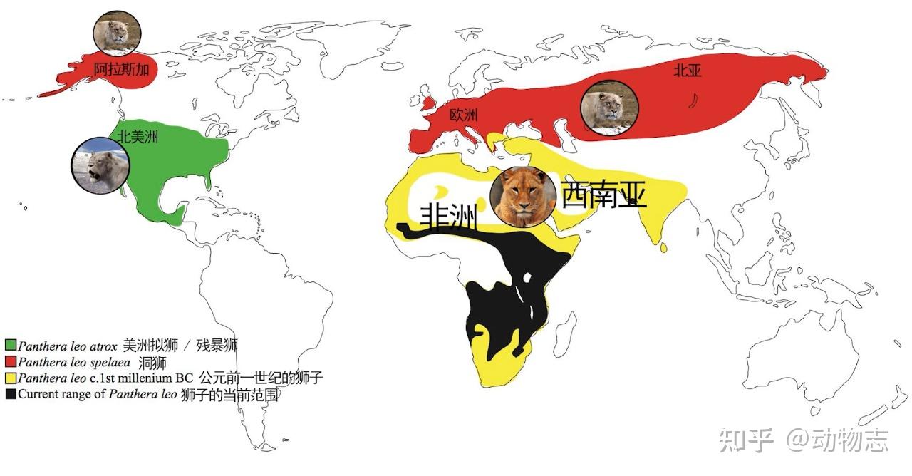 美洲豹:对抗剑齿虎200万年,被狮子全球追杀,龟缩南美逃过一劫(美洲豹是国家几级动物)