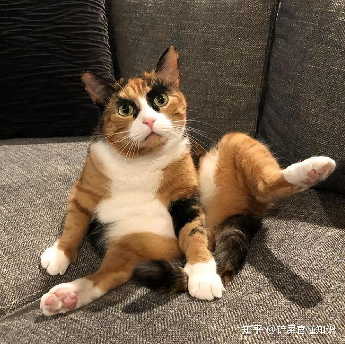 “猫界美人”三花猫,有这么多优点,而且还会招财? - 知乎