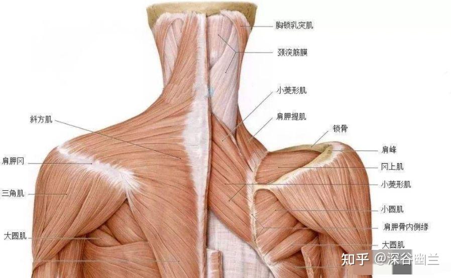 有斜方肌,深层为肩胛提肌与冈上肌,有颈横动,静脉分支,布有腋神经分支