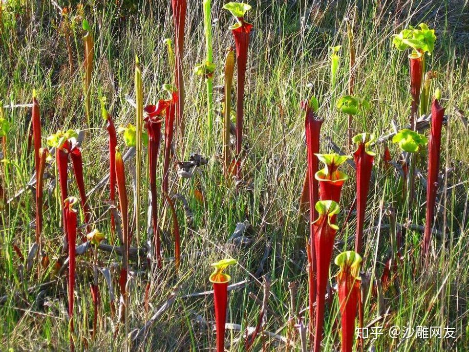 本文章专门介绍黄瓶子草