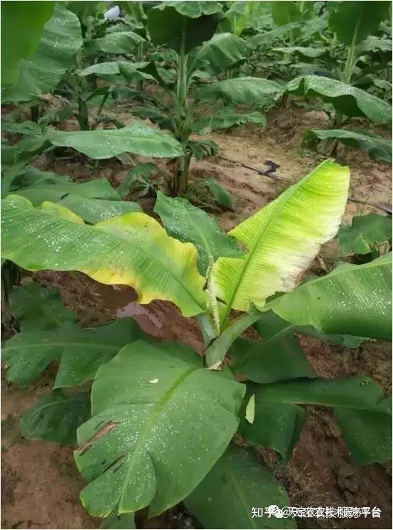香蕉这是缺素还是病害了