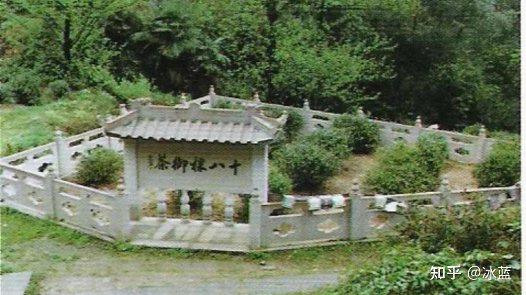 十八棵御茶树的传说