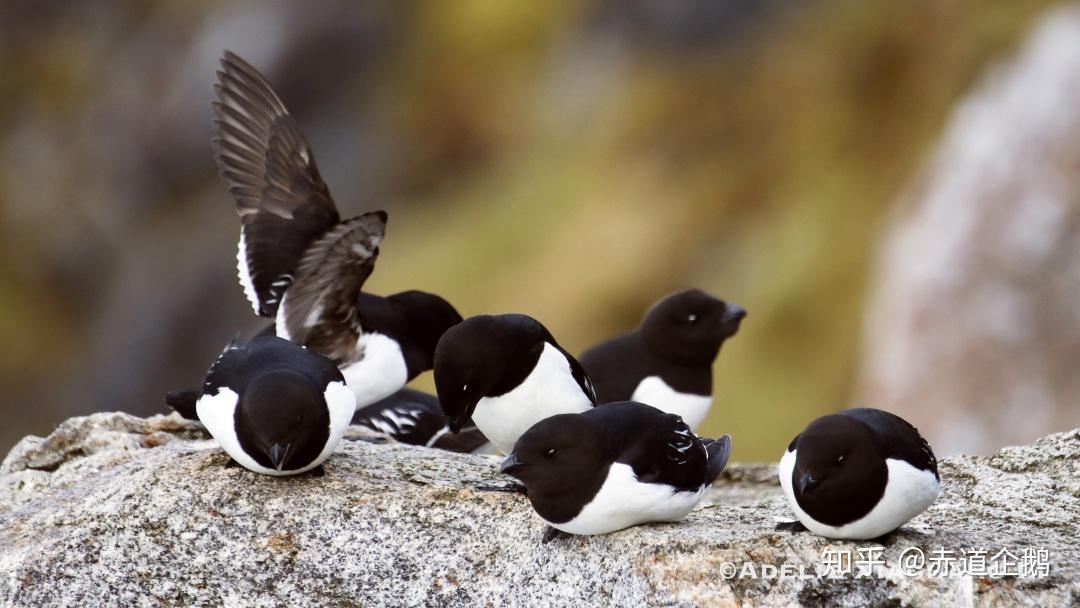 游记北极斯瓦尔巴图文速报20197414赤道企鹅hondius