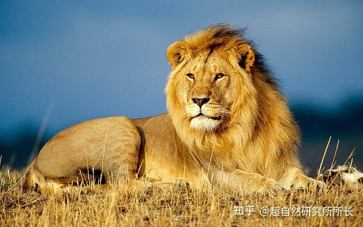 地球上战斗力最强的生物是什么?狮子只能排到第十名! - 知乎