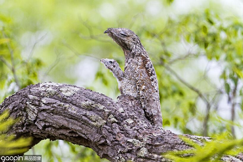 天敌来临不慌不忙飞上枝头做树桩只要我不动你就看不见我