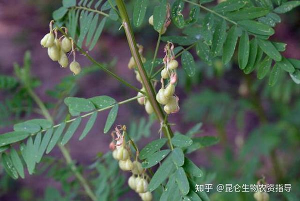 中藥材黃芪追施什麼肥料好?黃芪根莖塊膨大用什麼肥?