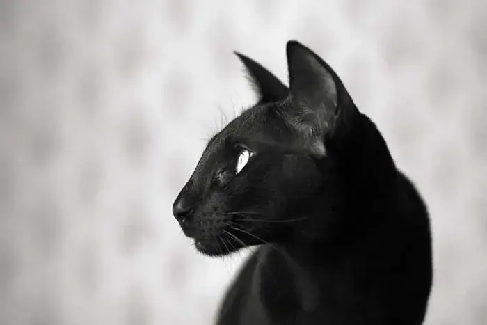 罗马鼻:伯曼猫(birman)和柯尼斯卷毛猫(cornish rex)是罗马鼻,鼻梁