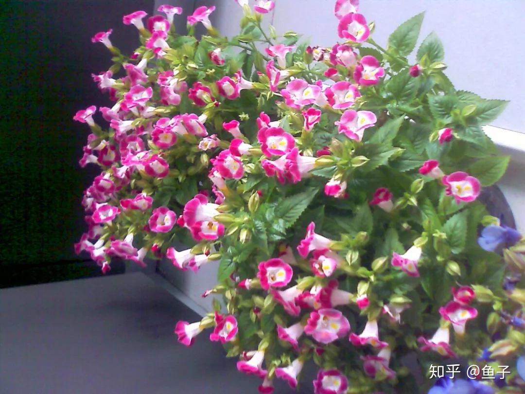 夏日花卉推荐:夏堇的鉴赏与栽培养护 - 知乎