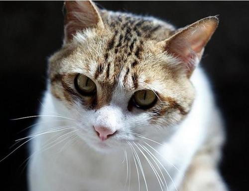 猫咪怎么才能让它吐 v2-8133e65bc610e8414fa0d9d1136d5a0a_1200x500.jpg