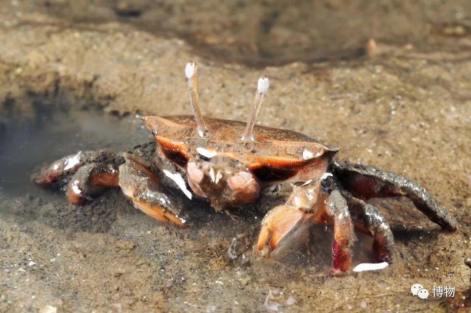 螃蟹的生活环境图片