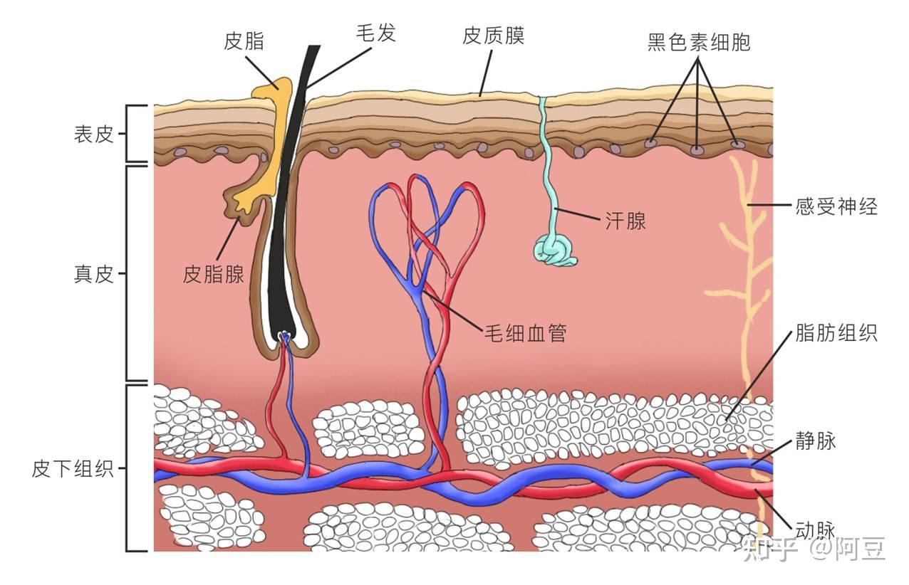 如何有效地补水保湿?