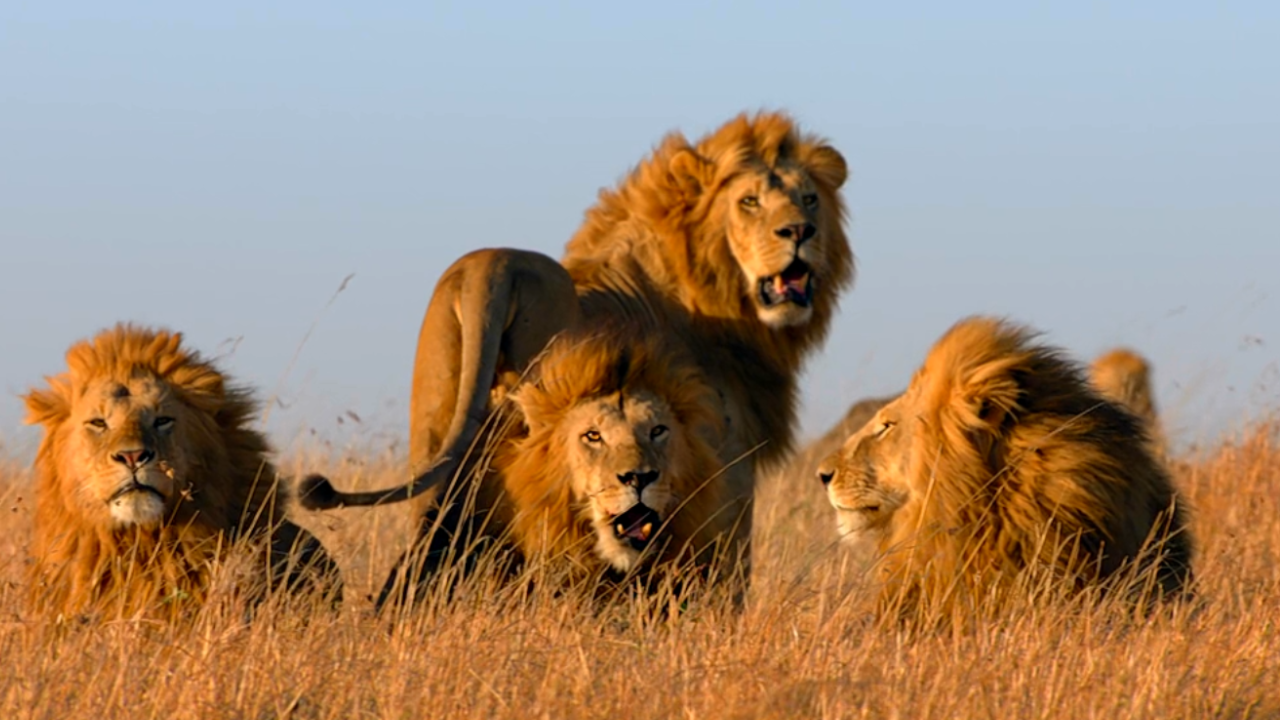 动物世界狮群图片