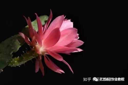 v2-8160496b5cd888986d48352c550d0f72_r.jpg