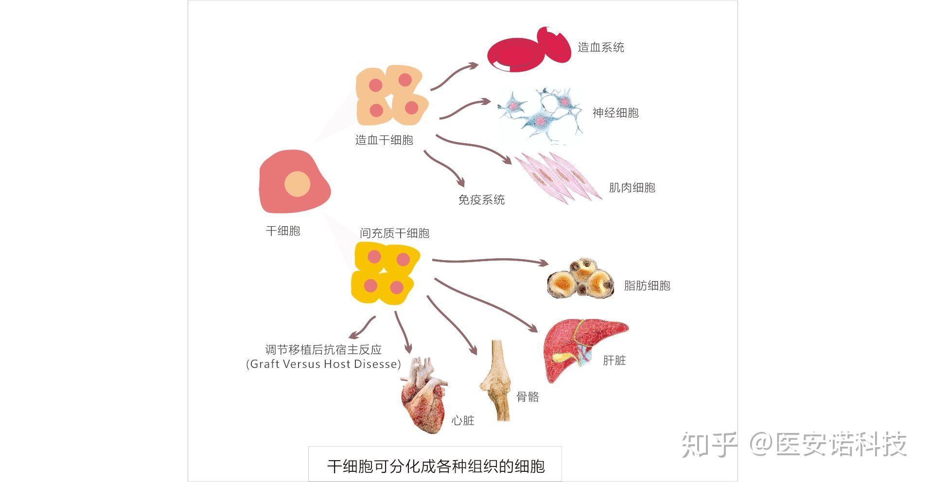 mesenchymal stem cells)來源於發育早期的中胚層,屬於多能幹細胞