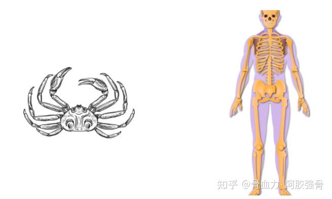 骨骼系统第2期——骨的结构与功能 - 知乎