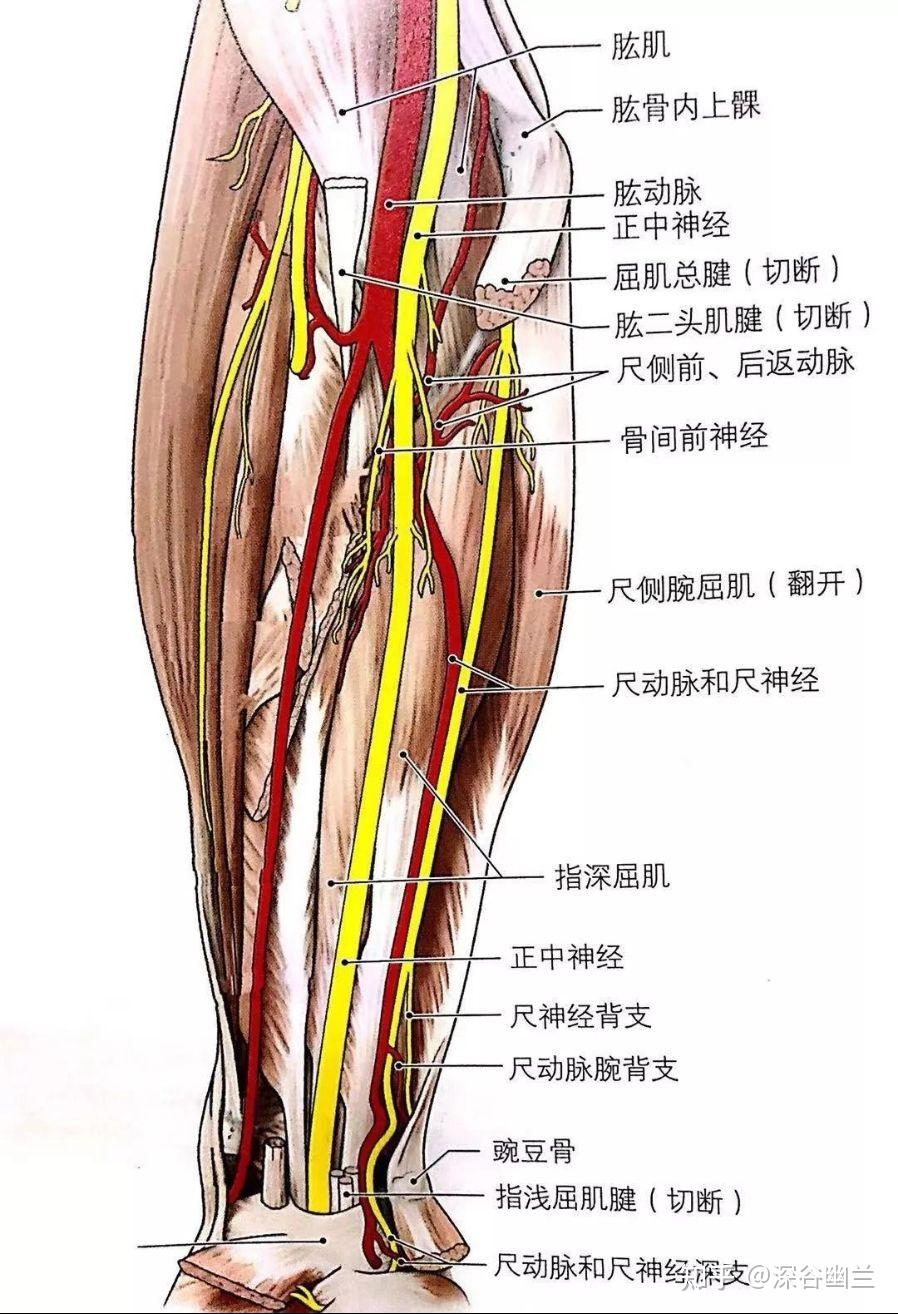 361个腧穴精准位置98106