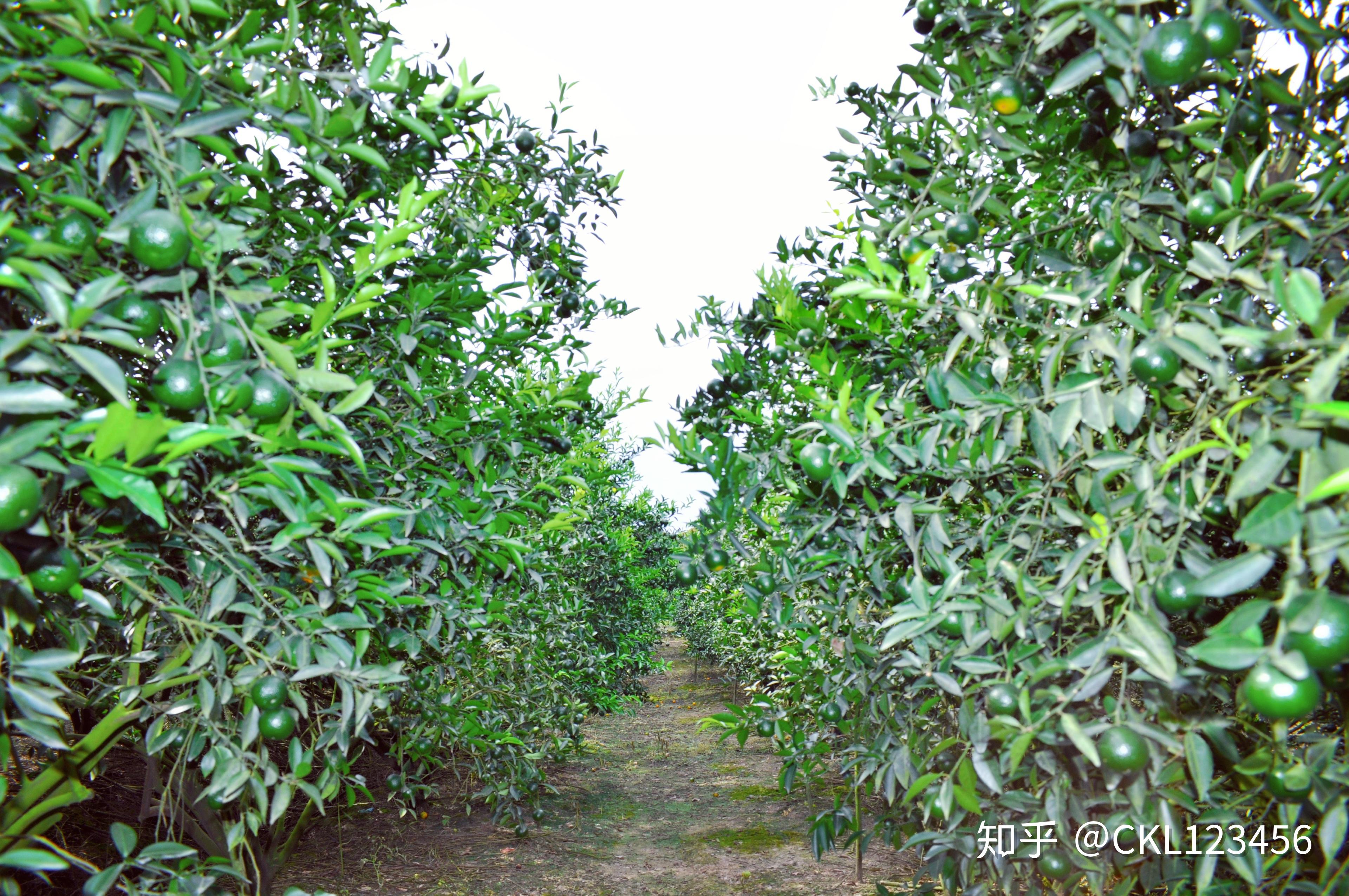 茶坑梁这五个地方才是新会陈皮正宗核心原产地