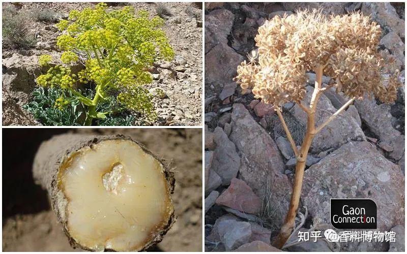 黄芩无假,阿魏无真——阿魏