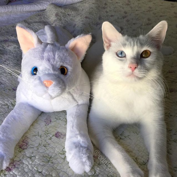 吸猫大会泰国曼尼猫bosworth