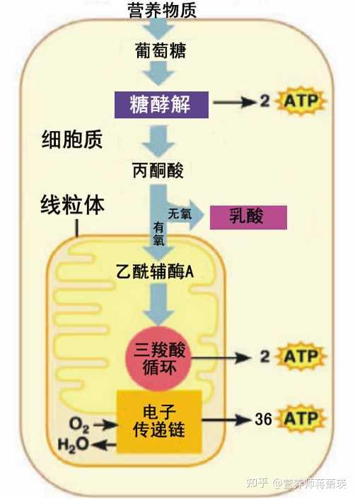 糖怎么来的过程图图片