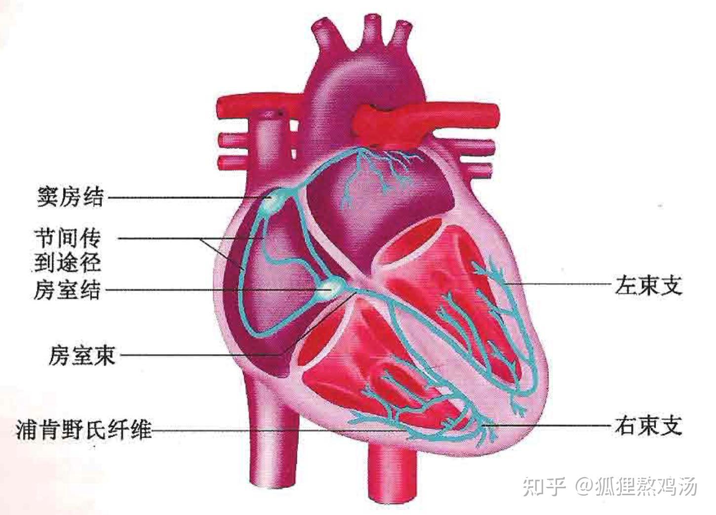 動脈脈搏心率人體心臟結構和血液經各腔室的過程右心室左心室泵腔是肌