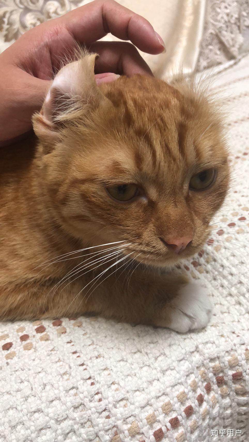 这各耳朵外翻的长毛橘猫是什么品种啊