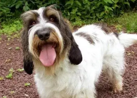 每日一宠格里芬尼韦奈犬