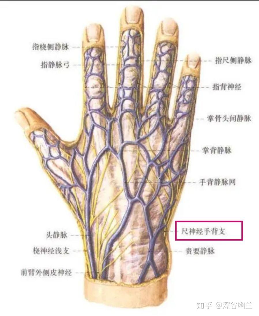 手背血位置结构图图片