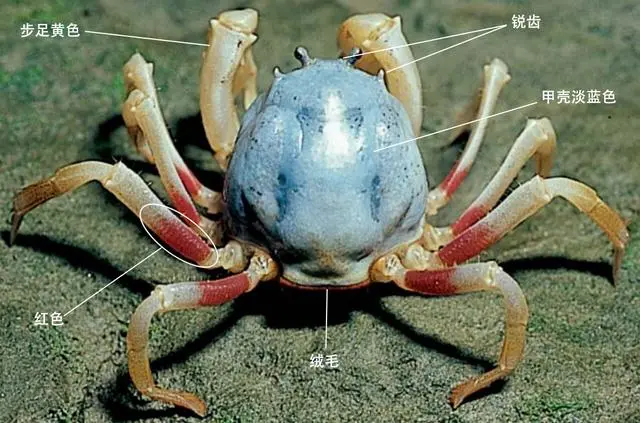 短指和尚蟹mictyris brevidactylus,或短趾和尚蟹,英文soldier crab