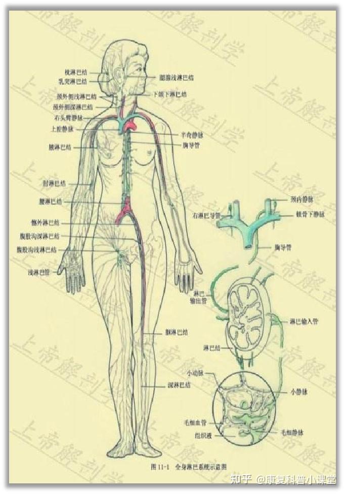 淋巴引流综合消肿疗法